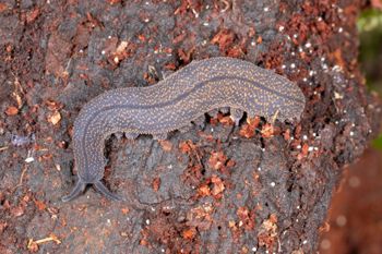 Media type: image;   Invertebrate Zoology 168056 Description: Digital photograph of specimen in life.;